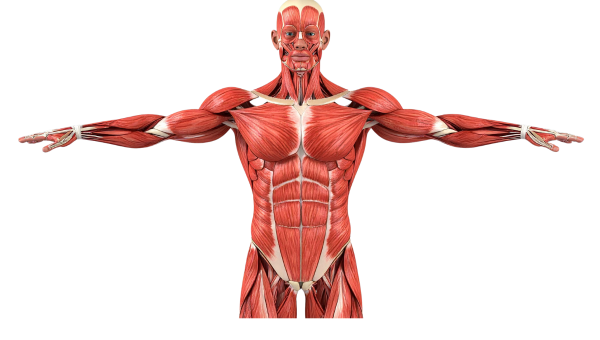 El Cuerpo Humano: Templo del Placer, Espejo de la Sociedad y Objeto de Mercado en la Era Moderna