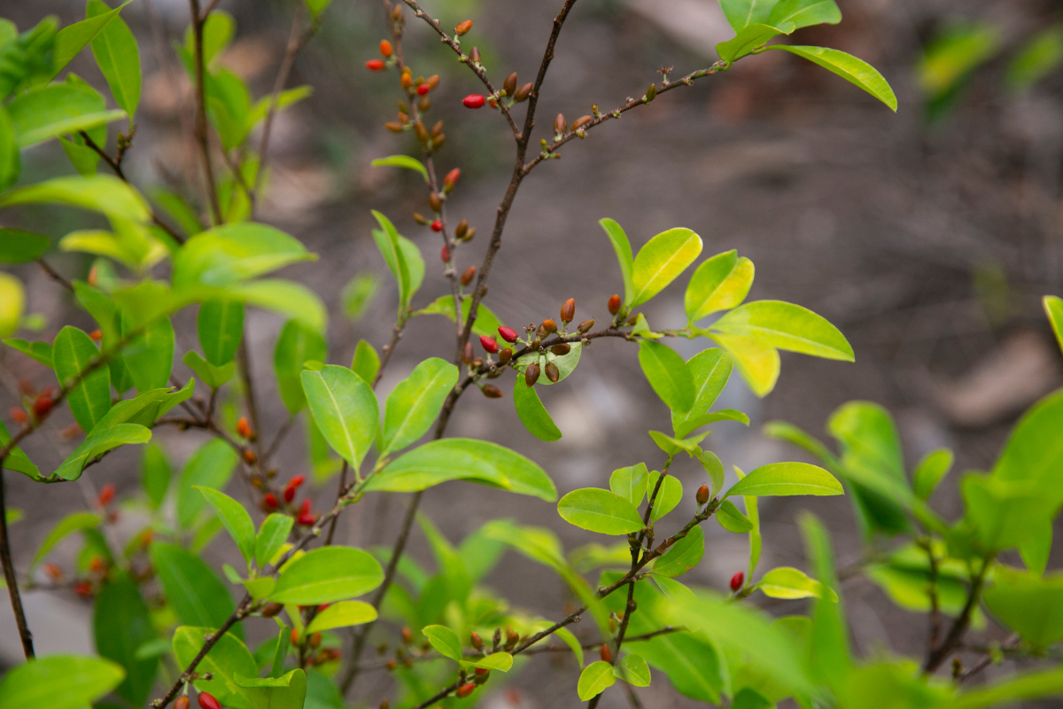 Importancia de la certificación en Colombia: consecuencias y crítica al gobierno Petro